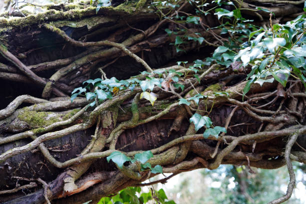 istock Close up of vines climbing up a tree 1141267588