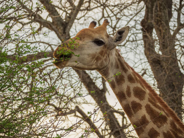 istock Beautiful giraffe in Kruger Park 1141267638