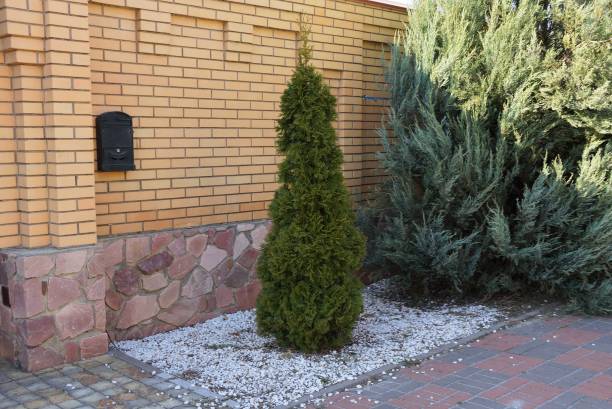 istock small green coniferous ornamental tree on the sidewalk at the brown brick wall 1141268820