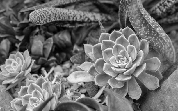 istock Succulents in Black and White 1141269159