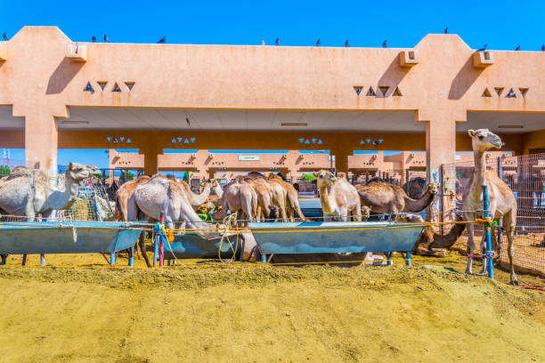 camels held in captivity in a cage in the camel market of al ain. camels are mainly used for transportation and for camel racing. - animal captivity building imagens e fotografias de stock