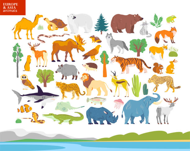 ilustraciones, imágenes clip art, dibujos animados e iconos de stock de vector ilustración plana de europa y asia paisaje, animales, plantas: oso polar, alces, ardilla, lobo, elefante, tigre, rinoceronte, cocodrilo, jaguar. - symbol sea animal owl