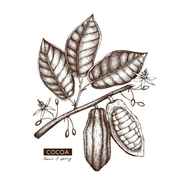 Vector illustration of Cocoa sketch