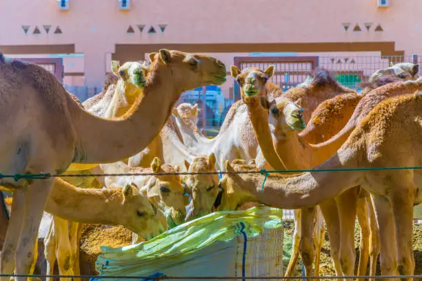 Photo of Camels held in captivity in a cage in the camel market of Al Ain. Camels are mainly used for transportation and for camel racing.