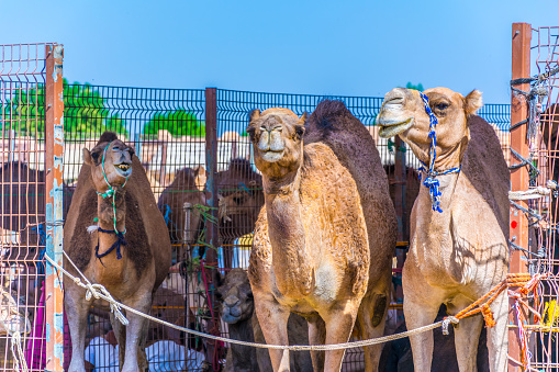 Dromedary Camel calves in a corral eating grass on a desert farm near Al Shahaniya in Qatar