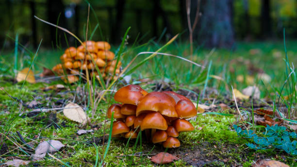 istock honey agaric in the grass 1141270630