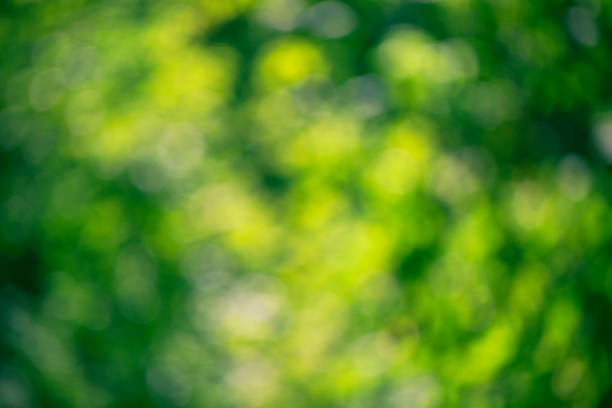 istock Blurred bokeh green leaves 1141270684
