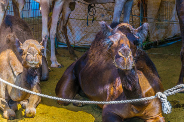 camels held in captivity in a cage in the camel market of al ain. camels are mainly used for transportation and for camel racing. - animal captivity building imagens e fotografias de stock