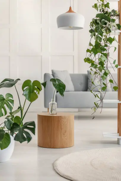 Plants and wooden table in a white living room interior
