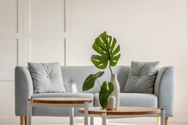 istock Monstera deliciosa on coffee table and grey sofa in a simple living room interior 1141273004