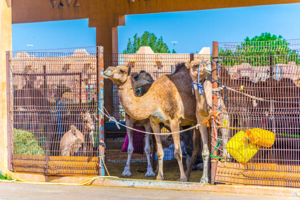 camels held in captivity in a cage in the camel market of al ain. camels are mainly used for transportation and for camel racing. - animal captivity building imagens e fotografias de stock