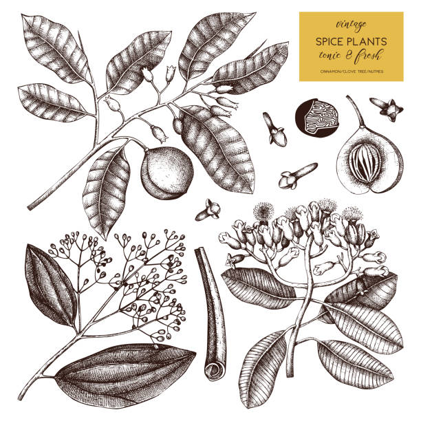 illustrations, cliparts, dessins animés et icônes de collection de plantes d’épices vectorielles - anise seed fennel backgrounds