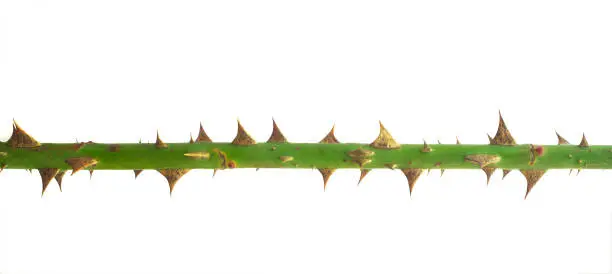 Photo of rose stem or spine with spikes isolated