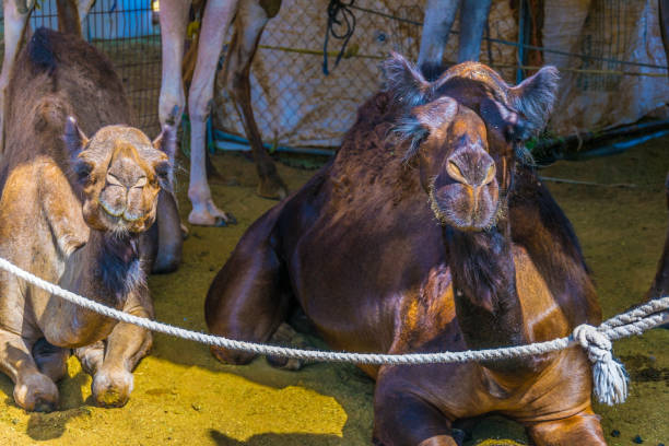 camels held in captivity in a cage in the camel market of al ain. camels are mainly used for transportation and for camel racing. - animal captivity building imagens e fotografias de stock