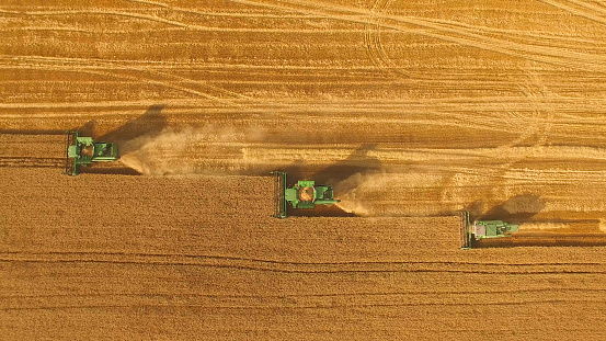 Combines in the field. Aerial view of harvesters. Season of gathering crops. Rye and barley.