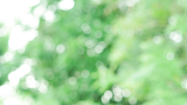 abstract blurred clean nature forest with sunny and bokeh light in public park  panoramic horizontal background