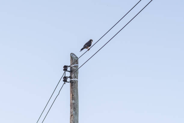 istock A female hawk standing on an electricity wire watching a male hawk approaching 1141273994
