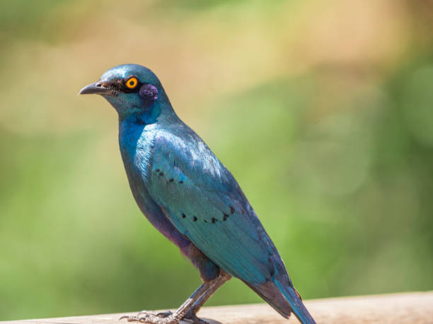 istock close up of Greater blue-eared Starling 1141274874