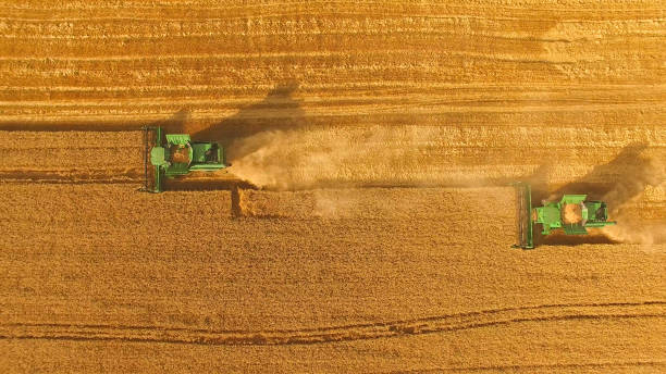 Combines on yellow field. Combines on yellow field. Aerial view of green harvesters. Profitable season for agriculture. Gather crops and make stocks. ukrainian village stock pictures, royalty-free photos & images