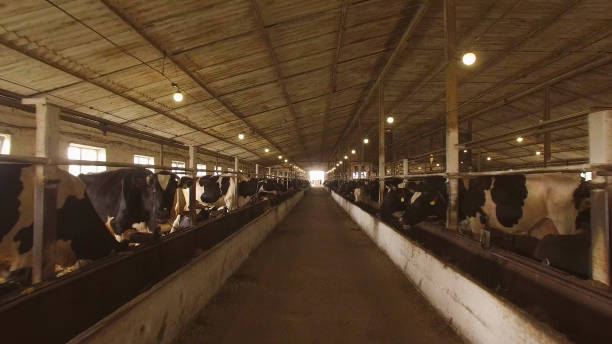 istock Herd of cows in stall. 1141275524