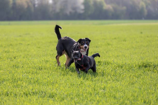 Appenzeller Mountain dog run with a Labrador mix puppy outdoors