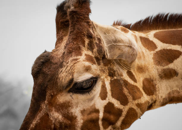 istock Close-Up Shot of a Giraffe's Face 1141276448