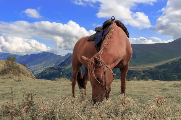 istock Horse in a meadow mountains in the background 1141277586