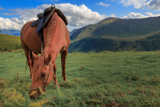 istock Horse in a meadow mountains in the background 1141277604