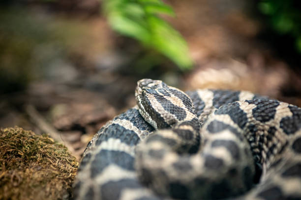 A rattlesnake coiled up on a mossy stone Waiting To Strike scutulatus stock pictures, royalty-free photos & images