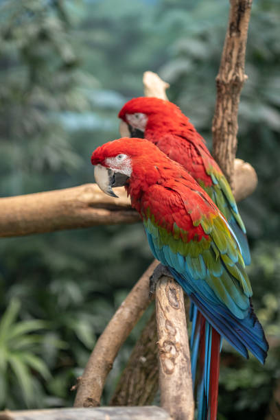 istock Two Colorful Parrots Sitting on a Tree Branch 1141277865