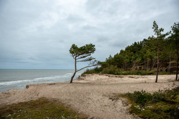 istock empty sea beach in autumn with lonely trees and rocks in sands 1141278296