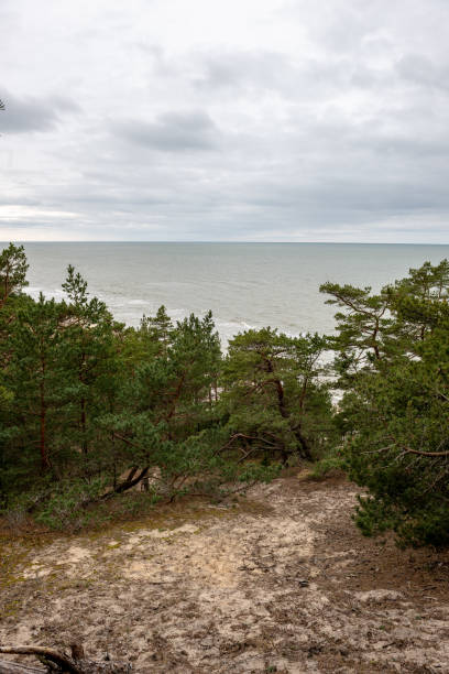 istock empty sea beach in autumn with lonely trees and rocks in sands 1141278316