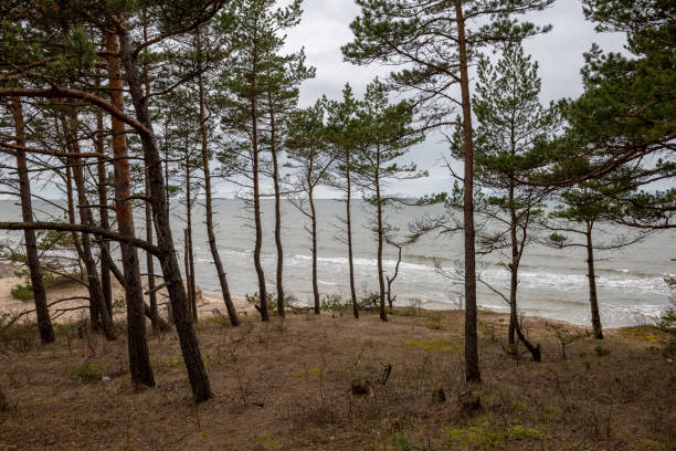 istock empty sea beach in autumn with lonely trees and rocks in sands 1141278332