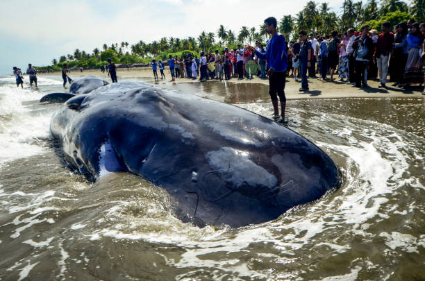 индонезия. ачех, 14 ноября 2017 года. местные жители являются свидетелями видов кашалотов или коробочников (physeter macrocephalus), оказавшихся в бедств� - whale sperm whale beached dead animal стоковые фото и изображения