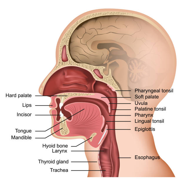 anatomie des mund-und zungenmediziners vektordarstellung auf weißem hintergrund - koerperteile stock-grafiken, -clipart, -cartoons und -symbole