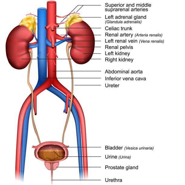 The urinary system 3d medical vector illustration isolated on white background The urinary system 3d medical vector illustration isolated on white background eps 10 ureter stock illustrations