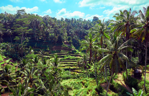 istock Tegallalang Rice Terrace 1141280536