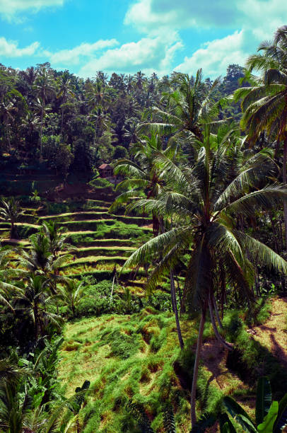 istock Tegallalang Rice Terrace 1141280537