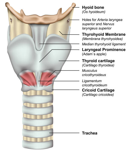 ilustraciones, imágenes clip art, dibujos animados e iconos de stock de anatomía de la ilustración de vector médico de laringe 3d sobre fondo blanco - human trachea