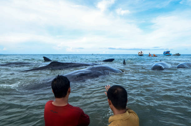 indonezja. aceh, 13 listopada 2017 r. miejscowi ludzie próbują uratować gatunek kaszalota lub głowy pudełka (physeter macrocephalus), który utknął na wybrzeżu ujong kareung, aceh besar, prowincja aceh. - whale sperm whale beached dead animal zdjęcia i obrazy z banku zdjęć