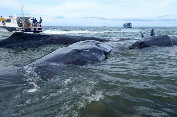 indonezja. aceh, 13 listopada 2017 r. miejscowi ludzie próbują uratować gatunek kaszalota lub głowy pudełka (physeter macrocephalus), który utknął na wybrzeżu ujong kareung, aceh besar, prowincja aceh. - whale sperm whale beached dead animal zdjęcia i obrazy z banku zdjęć