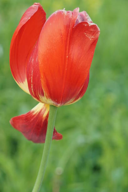 istock Macro of red tulip. 1141280755