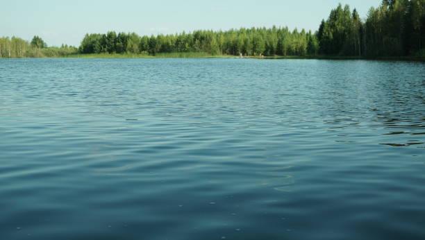 istock Summer landscape, pond and forest on the horizon. 1141280763
