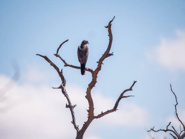 istock Eagle on treetop with blue sky background 1141281387
