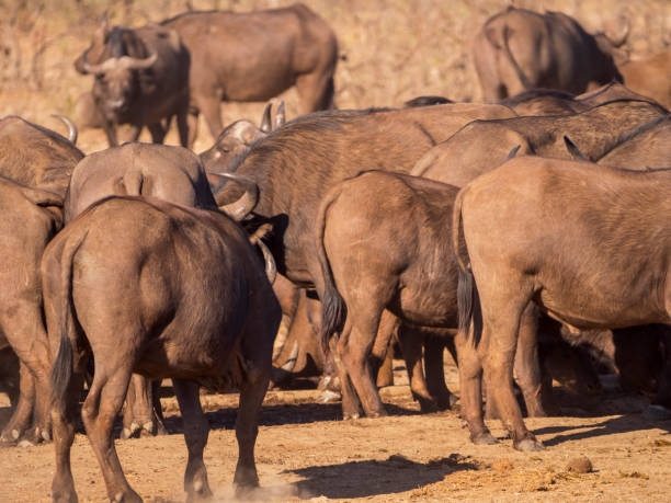 istock herd of water buffalos 1141281850