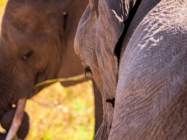 istock Baby elephant with mother 1141281934