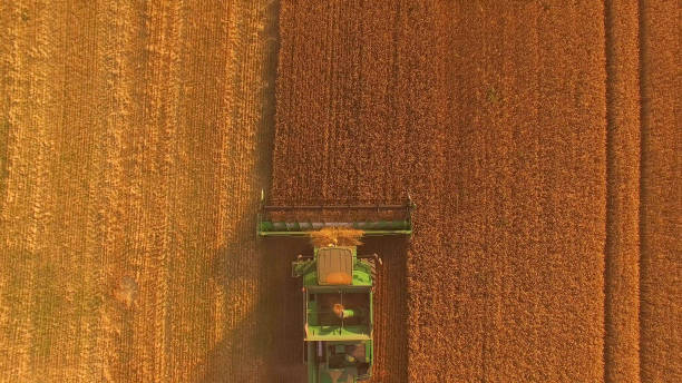 istock Combine with golden field. 1141283218