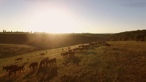 istock Horses running in slow motion. 1141283362