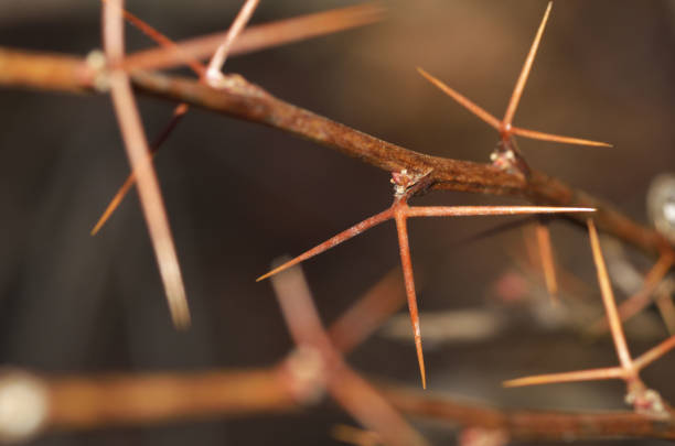 istock Branch with barberry thorn. 1141283518