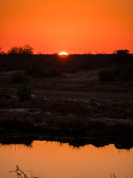 istock Golden hour sun in Kruger park 1141284965